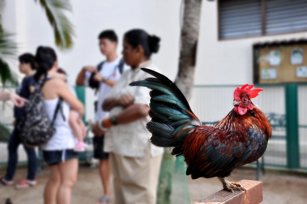 Avillion Port Dickson Porto Dickson Exterior foto A rooster in the streets of San Juan, Puerto Rico