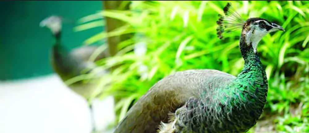 Avillion Port Dickson Porto Dickson Exterior foto The green-winged macaw's wing feathers are a distinctive green color.